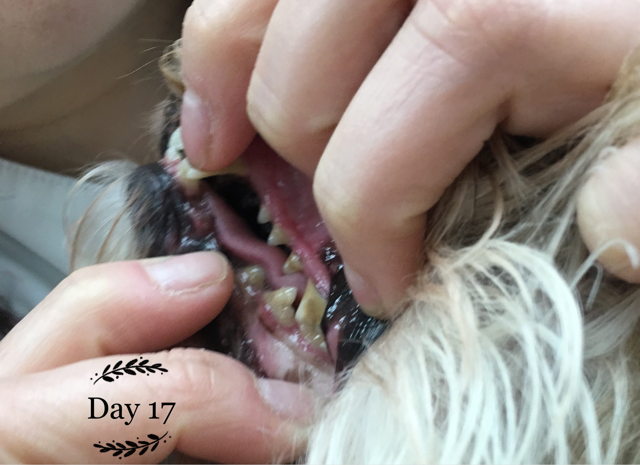 Princess’ Oral Hygiene Experience Dental Scaling and Prophylaxis